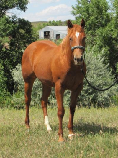 Paddys Gin Cruze JW <BR>AQHA X0718576